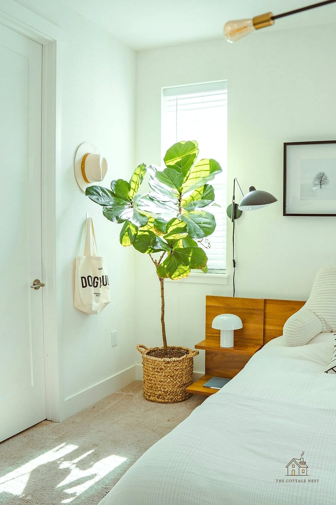 Fiddle Leaf Fig on a Budget