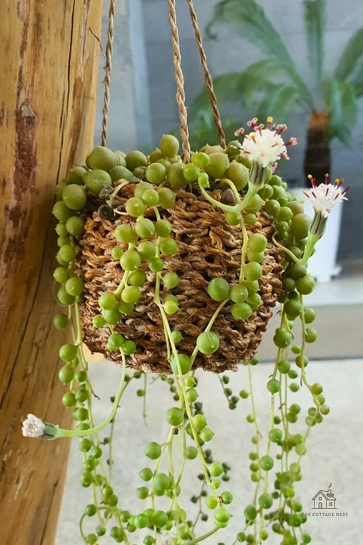 String of Pearls on a Bookshelf