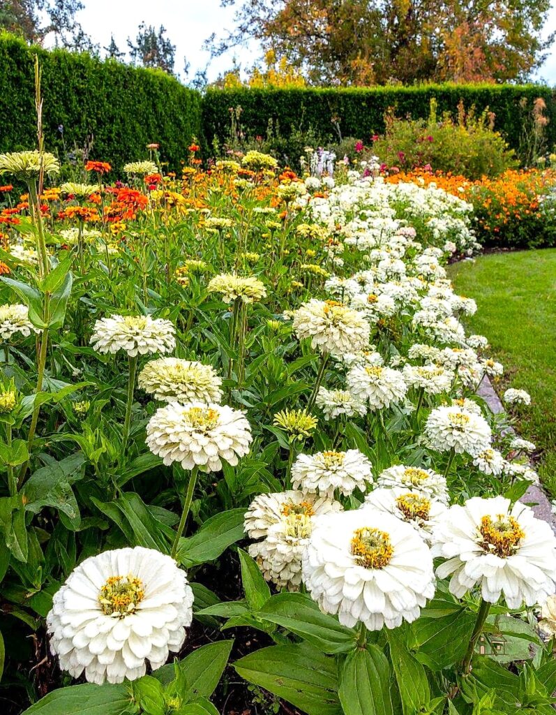 40 Amazing Zinnias Garden Ideas on a Budget 1 featured 7802