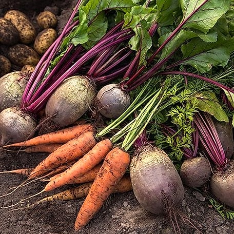 50 Clever Vegetable Garden Ideas for Every Style 51 All-Season Root Cellar Garden