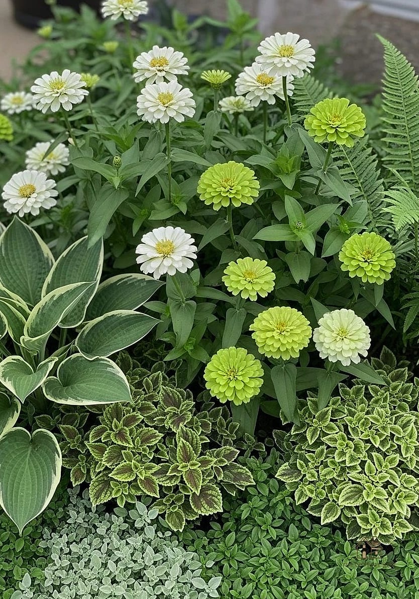 40 Amazing Zinnias Garden Ideas on a Budget 8 Go Bold With a Monochrome Bed