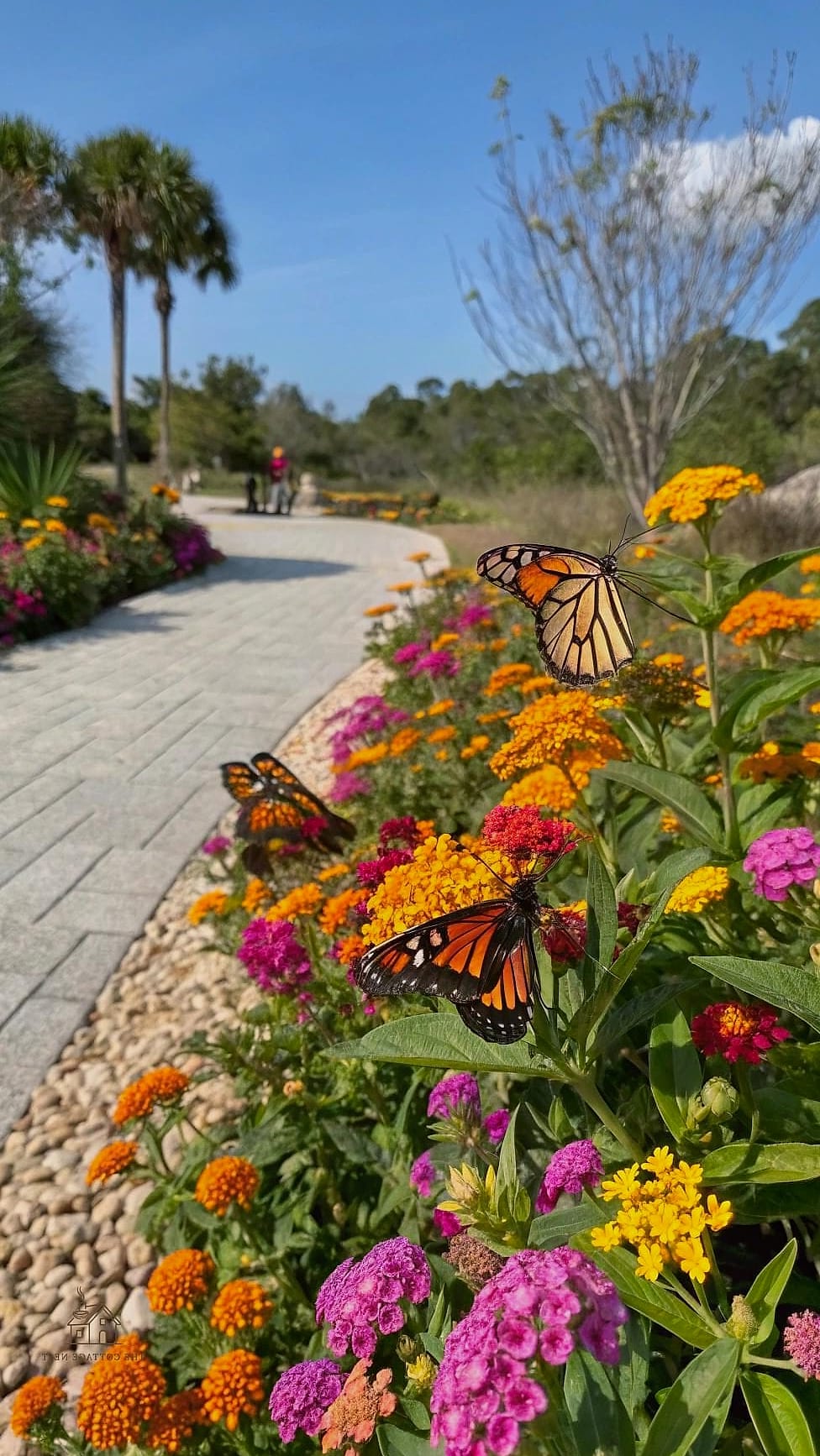30 Dreamy Florida Landscaping Ideas to Try This Season 9 Butterfly Garden with Milkweed