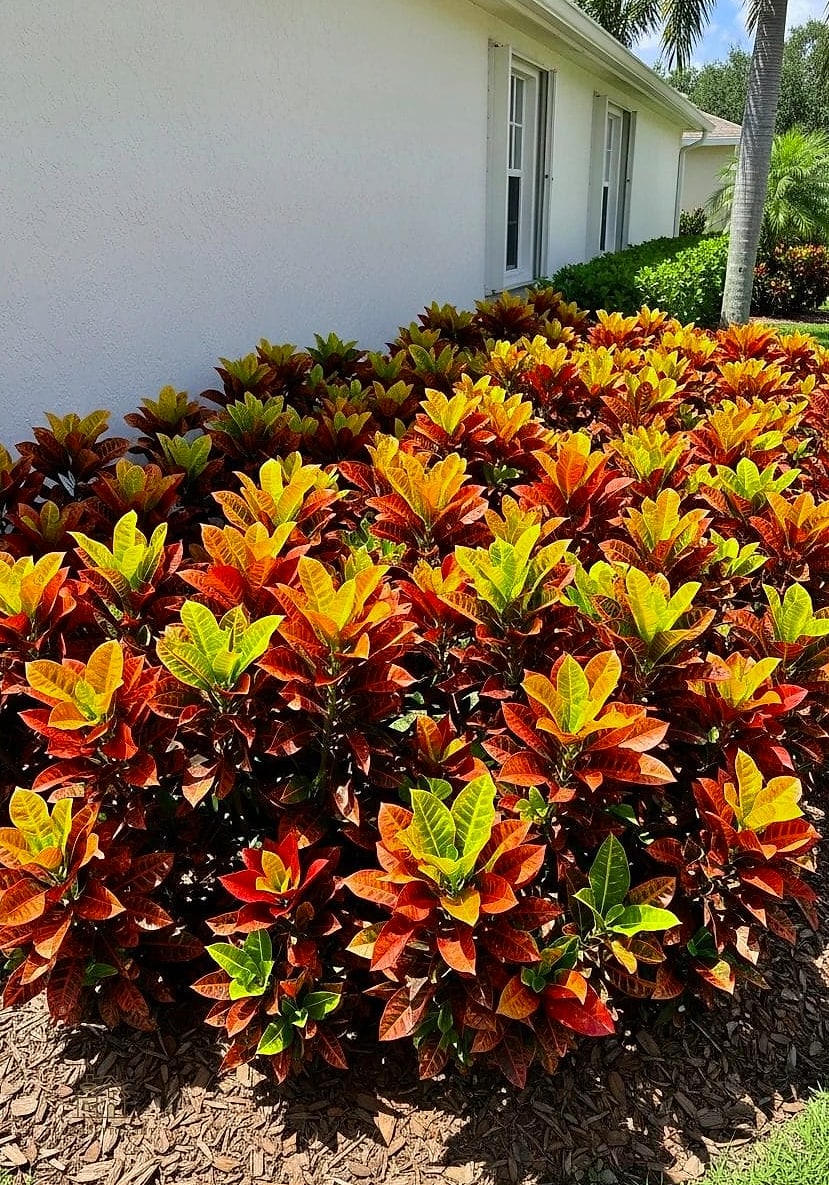 30 Dreamy Florida Landscaping Ideas to Try This Season 17 Colorful Croton Hedge Border