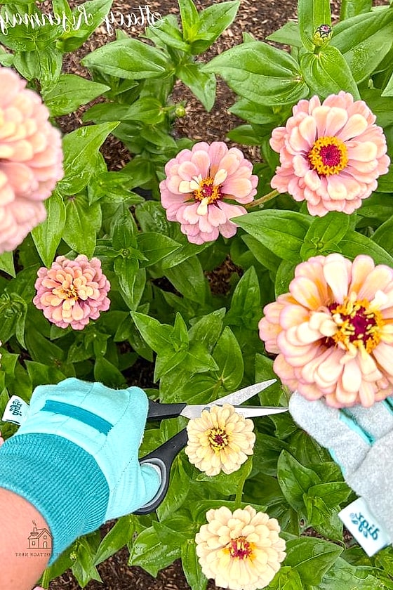 40 Amazing Zinnias Garden Ideas on a Budget 4 Create a Cutting Garden Just for Bouquets