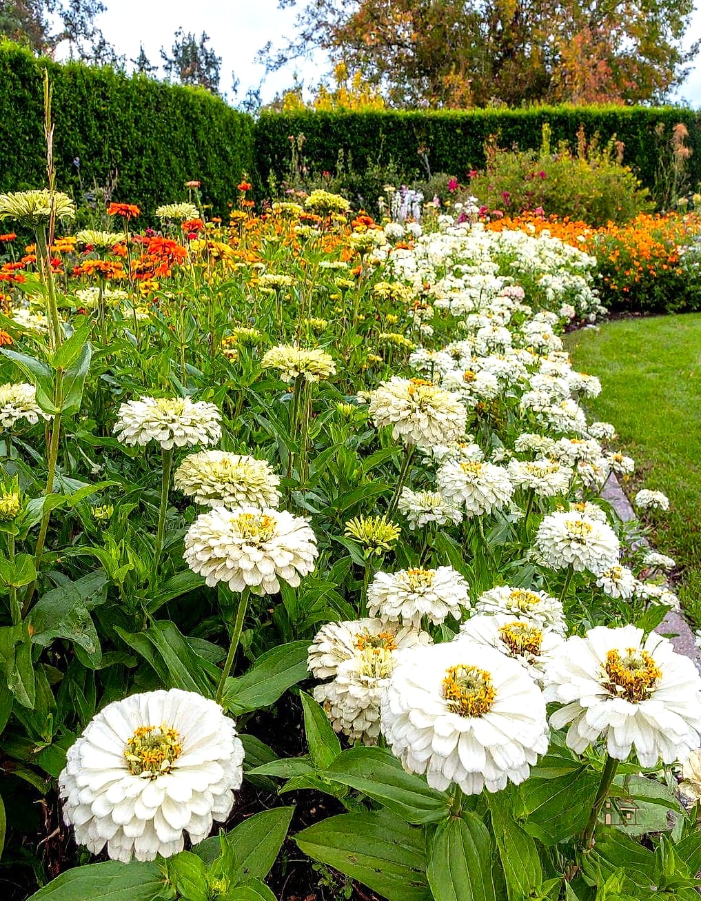 40 Amazing Zinnias Garden Ideas on a Budget 29 Create a Moon Garden Contrast Bed