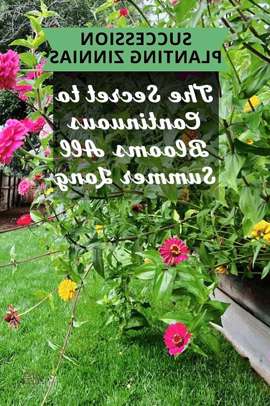 40 Amazing Zinnias Garden Ideas on a Budget 41 Create a Succession Planting Schedule for Continuous Blooms
