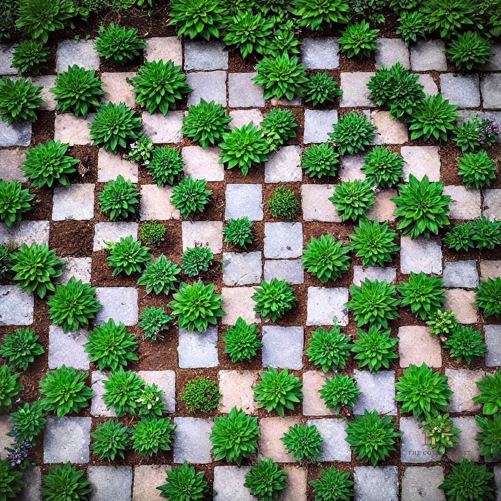 40 Amazing Zinnias Garden Ideas on a Budget 27 Design a Checkerboard Color Pattern