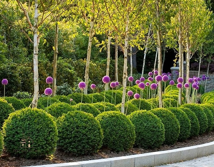 Formal Boxwood Parterre