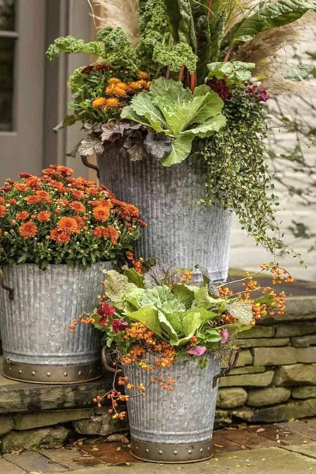 30 Dreamy Farmhouse Fall Decor Ideas to Try This Season 4 Galvanized Metal Buckets Filled with Mums