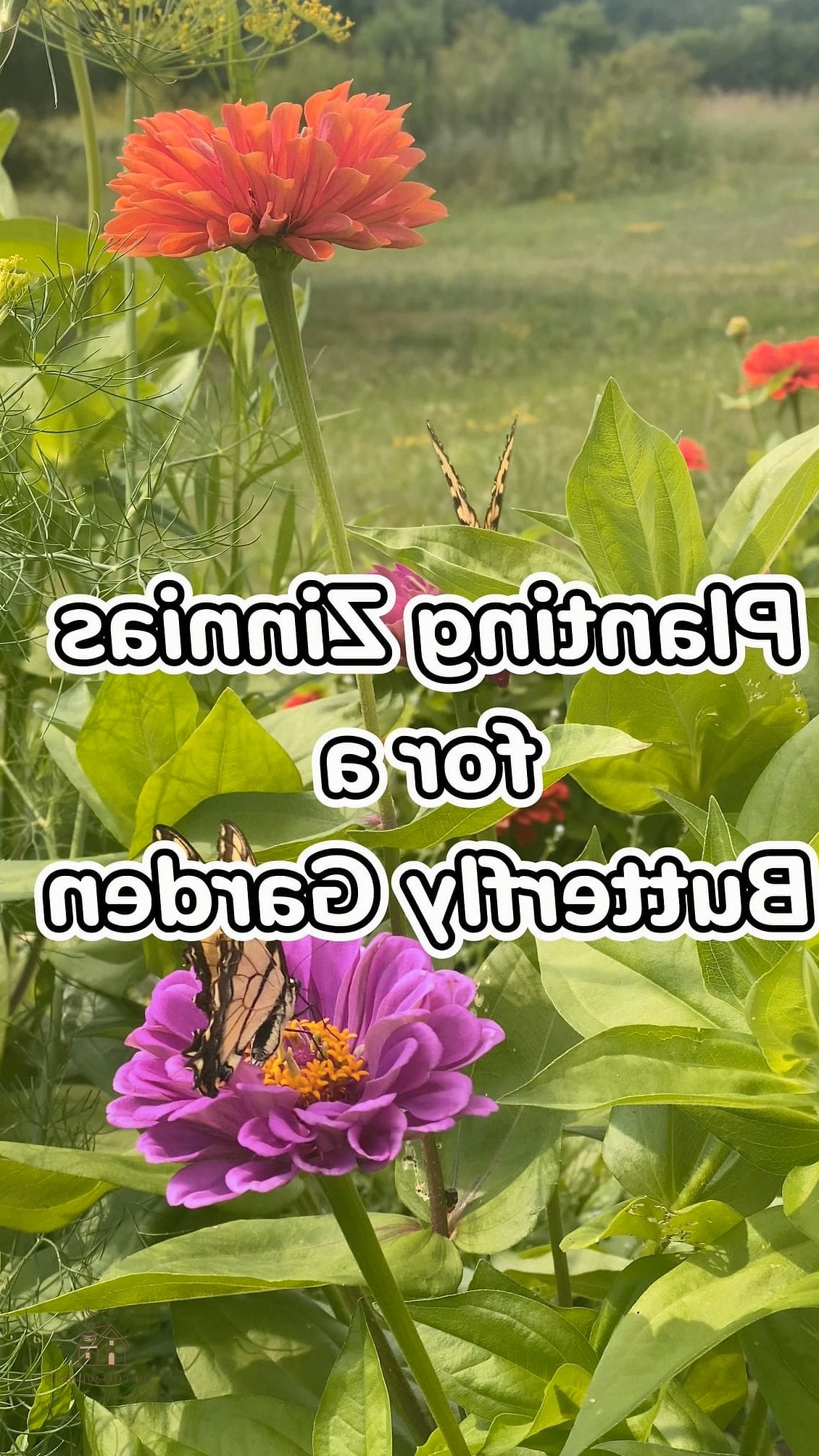 40 Amazing Zinnias Garden Ideas on a Budget 11 Grow a Butterfly Garden Corner
