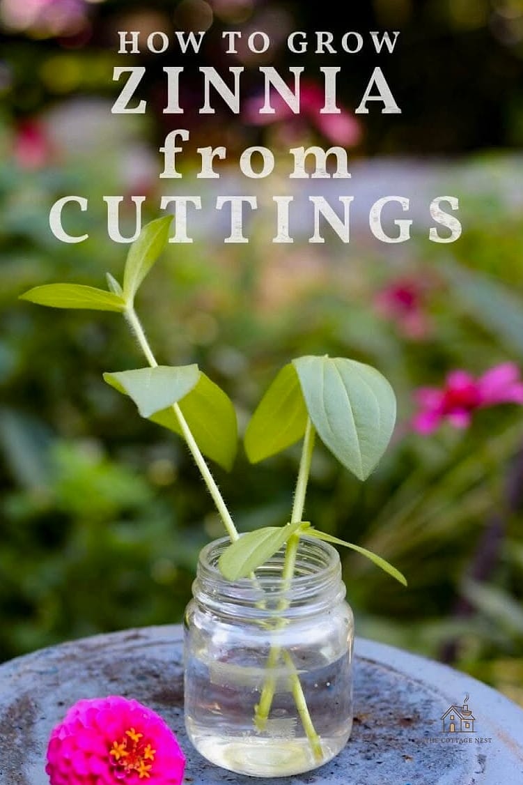 40 Amazing Zinnias Garden Ideas on a Budget 15 Grow a Cutting Row Between Existing Perennials