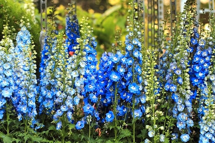30 Dreamy English Garden Ideas to Try This Season 24 Grow Delphiniums for Cottage Garden Color
