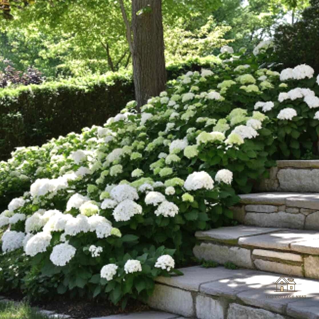 Grow a Single Statement Shrub by the Front Door