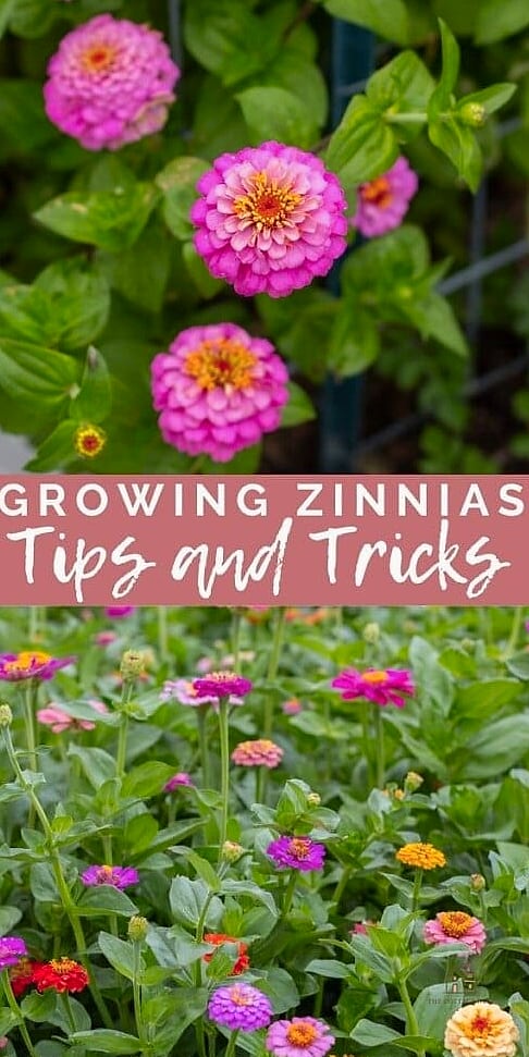 40 Amazing Zinnias Garden Ideas on a Budget 34 Grow a Zinnia Privacy Screen for a Balcony
