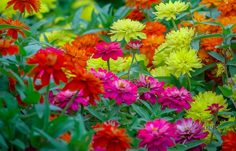 40 Amazing Zinnias Garden Ideas on a Budget 28 Grow Zinnias in a Kiddie Pool Planter