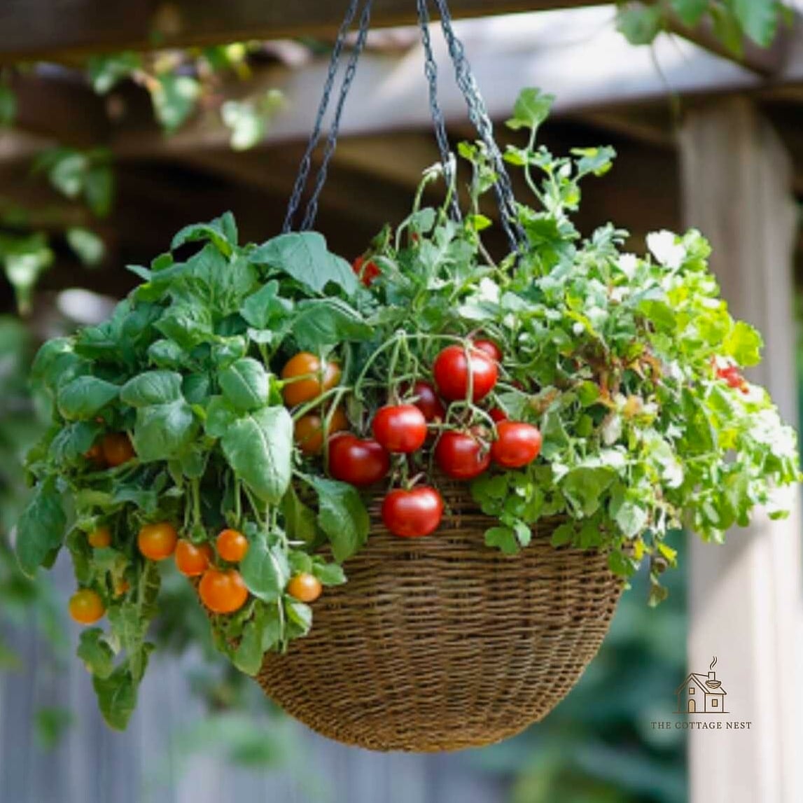 50 Clever Vegetable Garden Ideas for Every Style 12 Hanging Basket Tomatoes