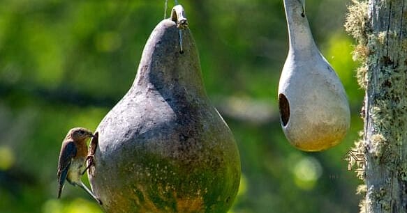 20 Clever Unique Bird Houses for Every Style 11 Hanging Gourd House