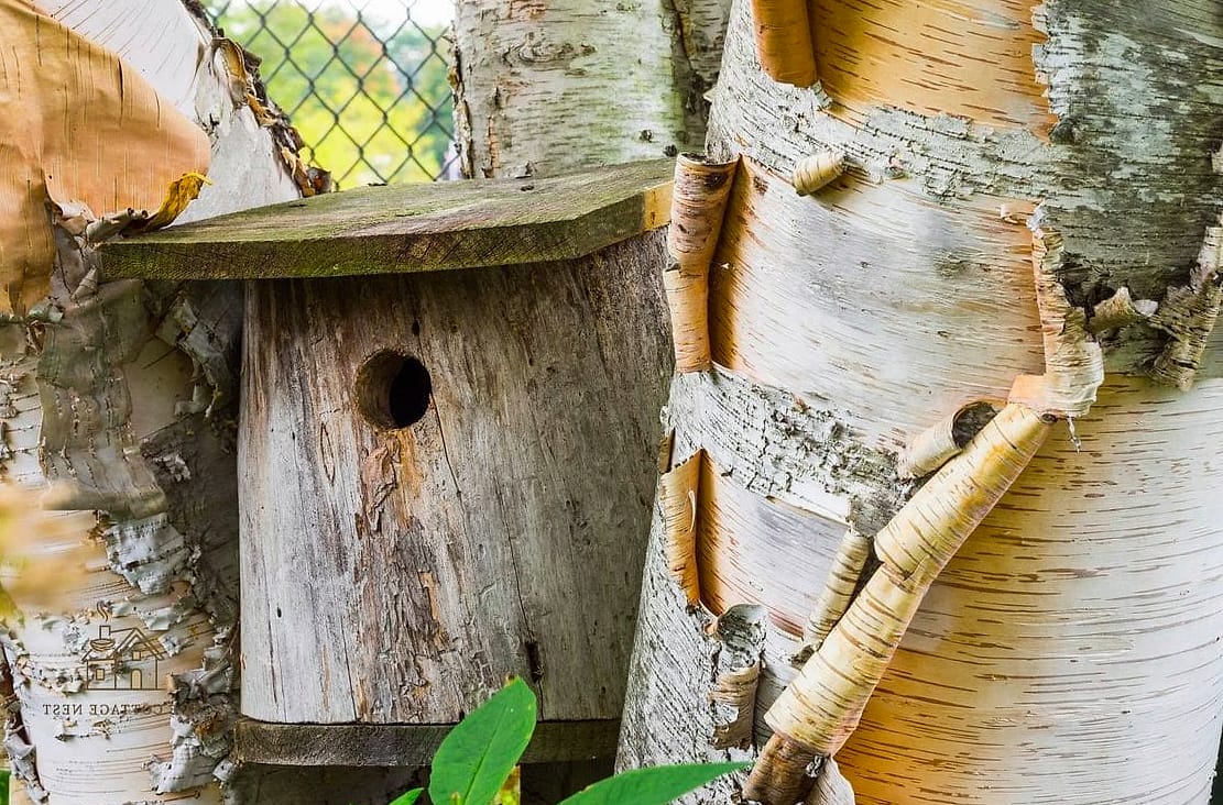 Hollow Log Bird Feeder
