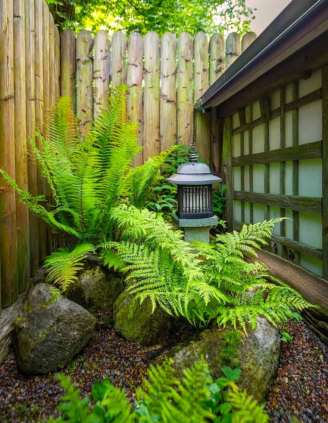 Incorporate Ferns for Lush Greenery