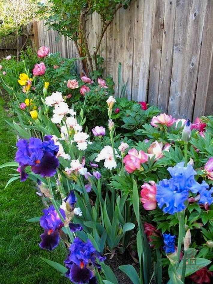 50 Beautiful Garden Border Ideas to Transform Your Space 45 Iris Border