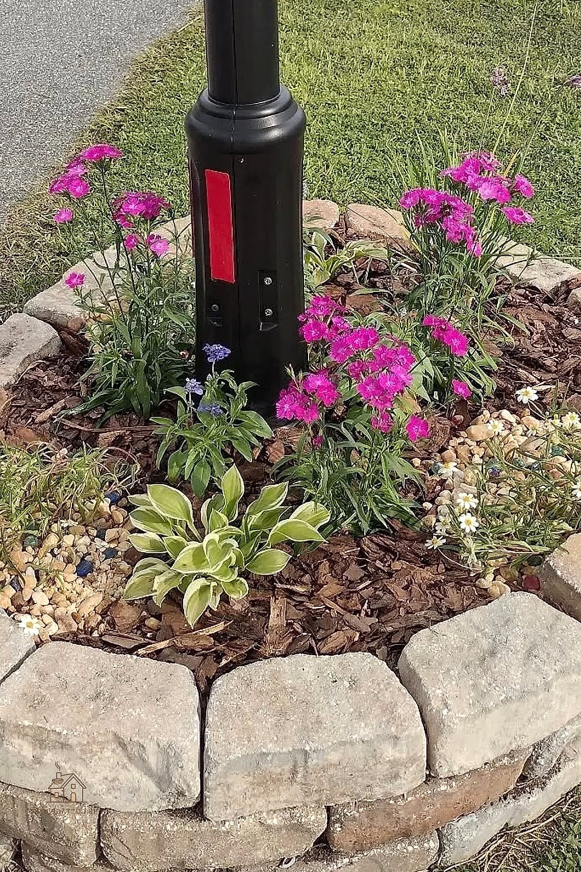 Mulch Ring with Single Statement Plant