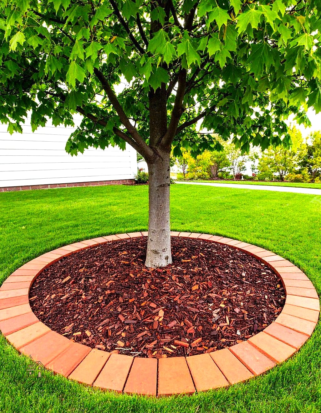 Mulch Rings Around Trees