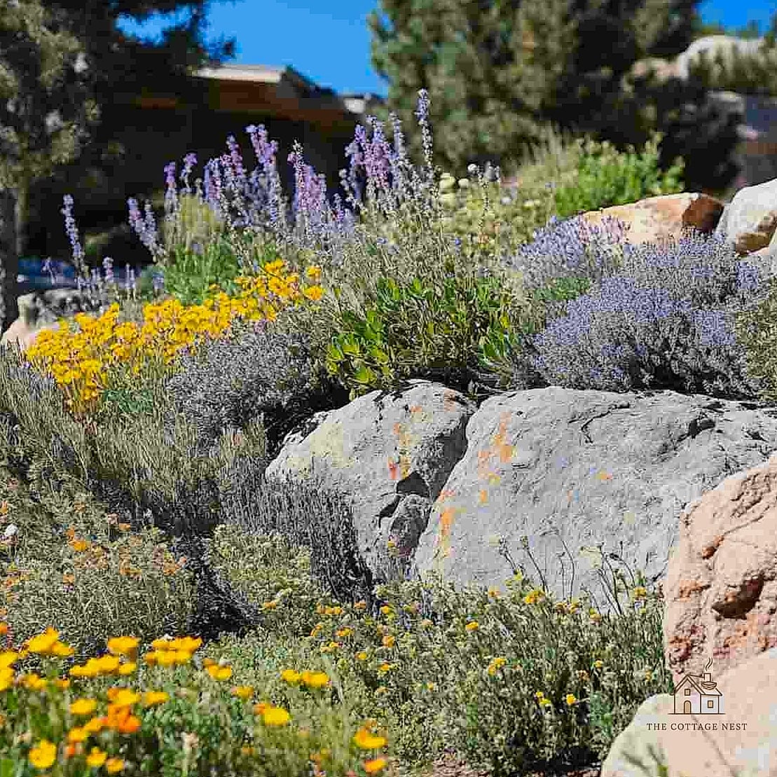 15 Stunning Rock Garden Ideas You'll Absolutely Love 15 Native Plant Rock Garden