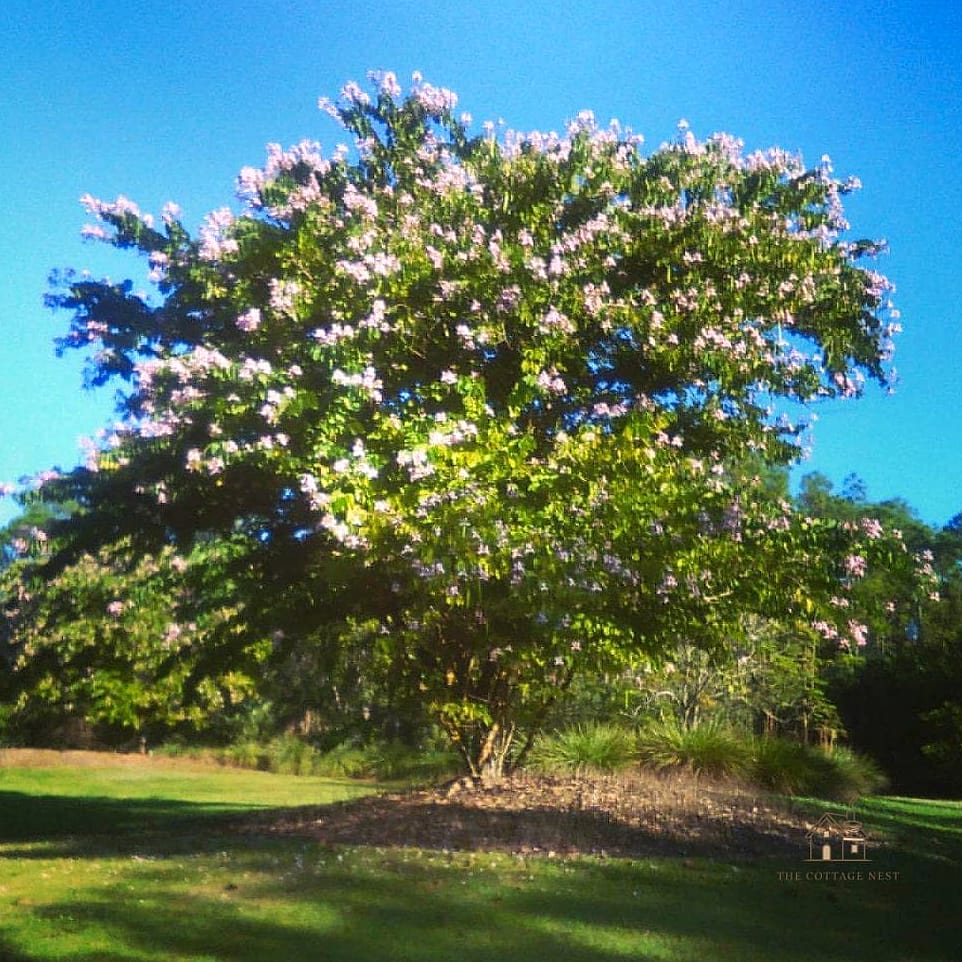 30 Dreamy Florida Landscaping Ideas to Try This Season 21 Orchid Tree Focal Point
