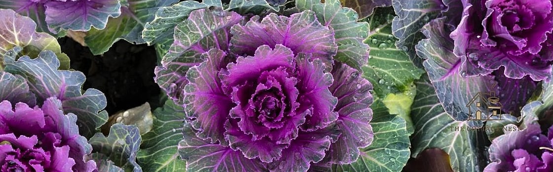 Ornamental Cabbage Cool-Season Bed