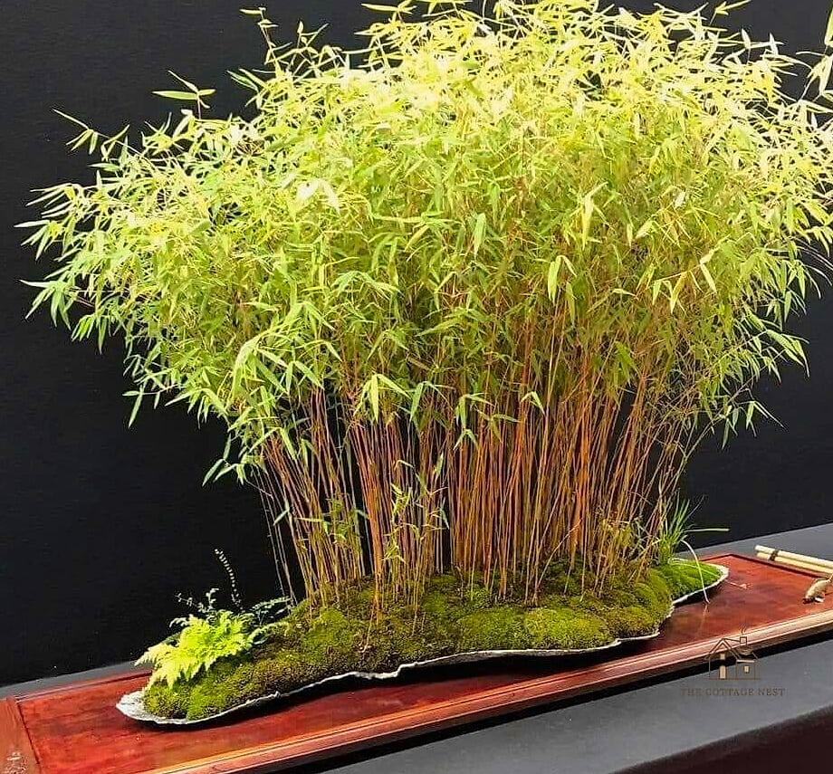 Plant a Bamboo Grove in a Container