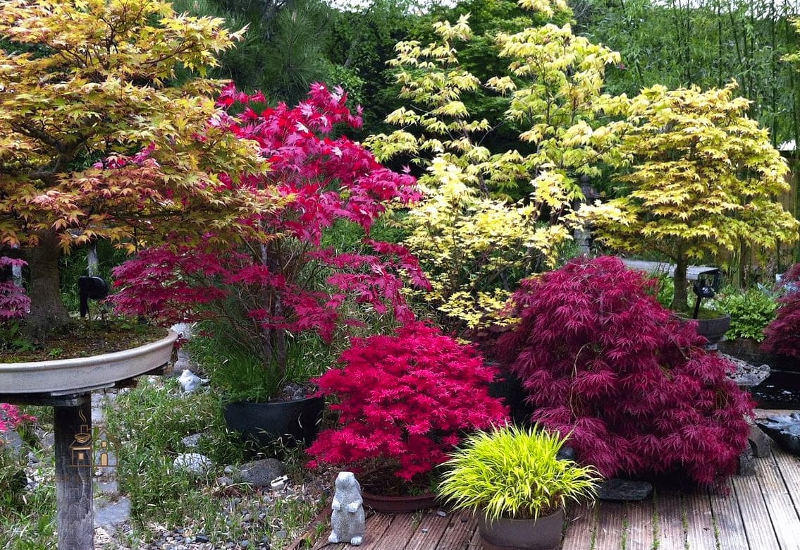 Plant a Dwarf Japanese Maple