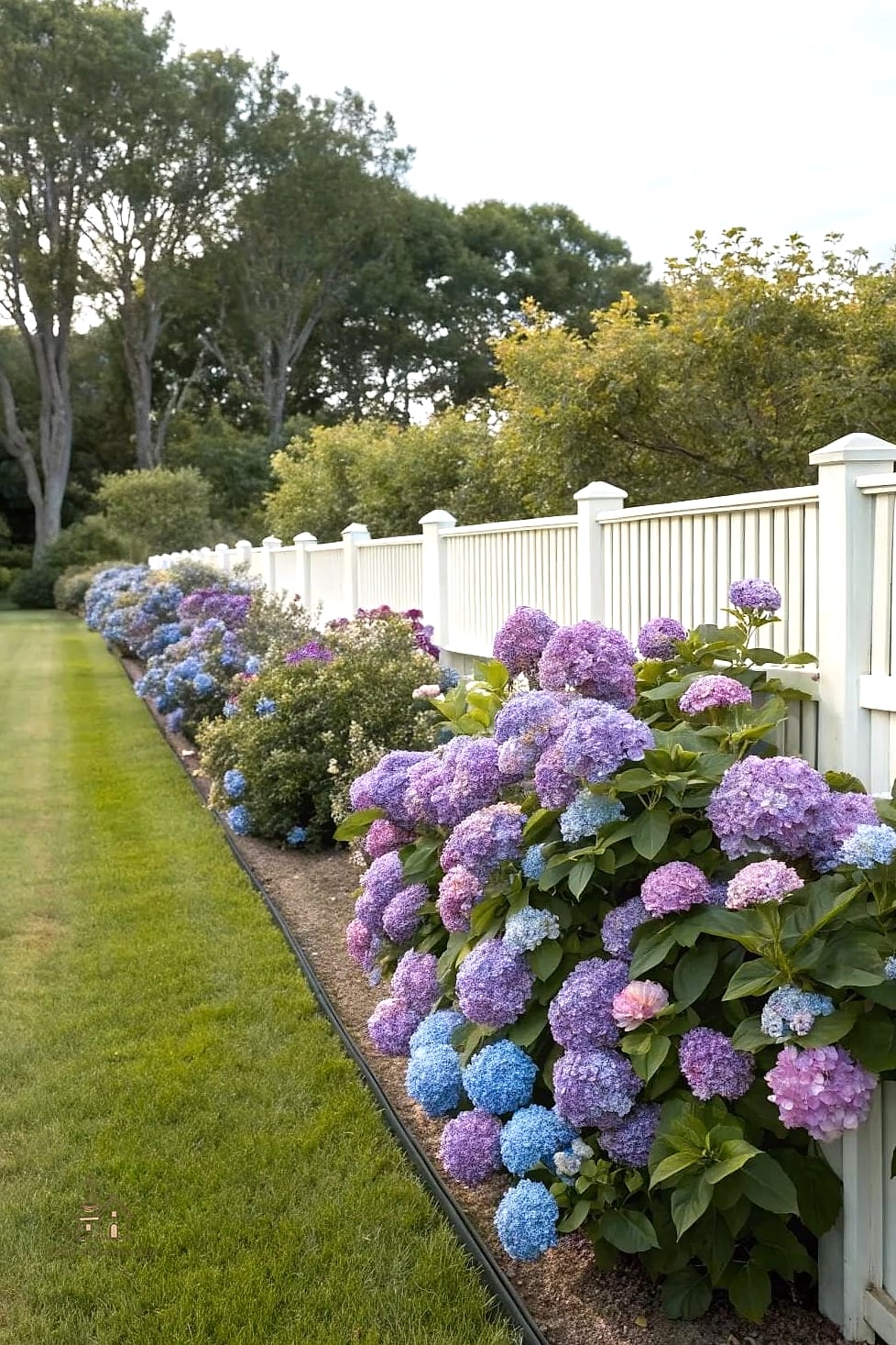 Plant a Hedge Instead of Buying a Fence