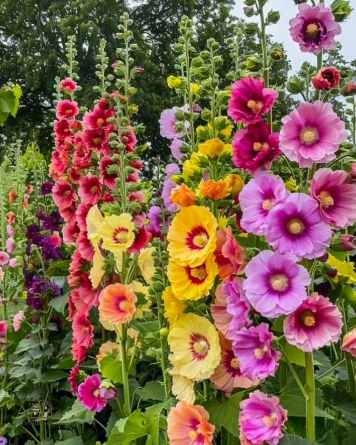 35 Brilliant Cottage Garden Ideas to Copy Right Now 20 Plant Hollyhocks Against a Wall