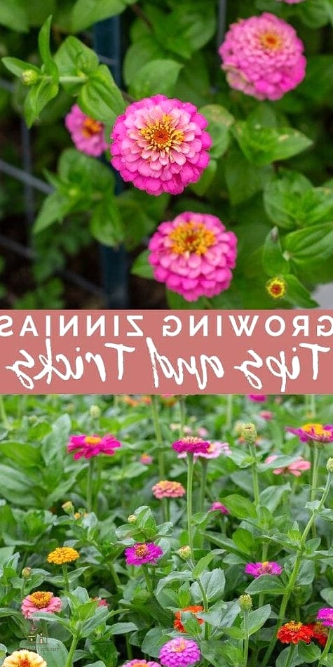 40 Amazing Zinnias Garden Ideas on a Budget 13 Plant in Straw Bales for a Rustic Look
