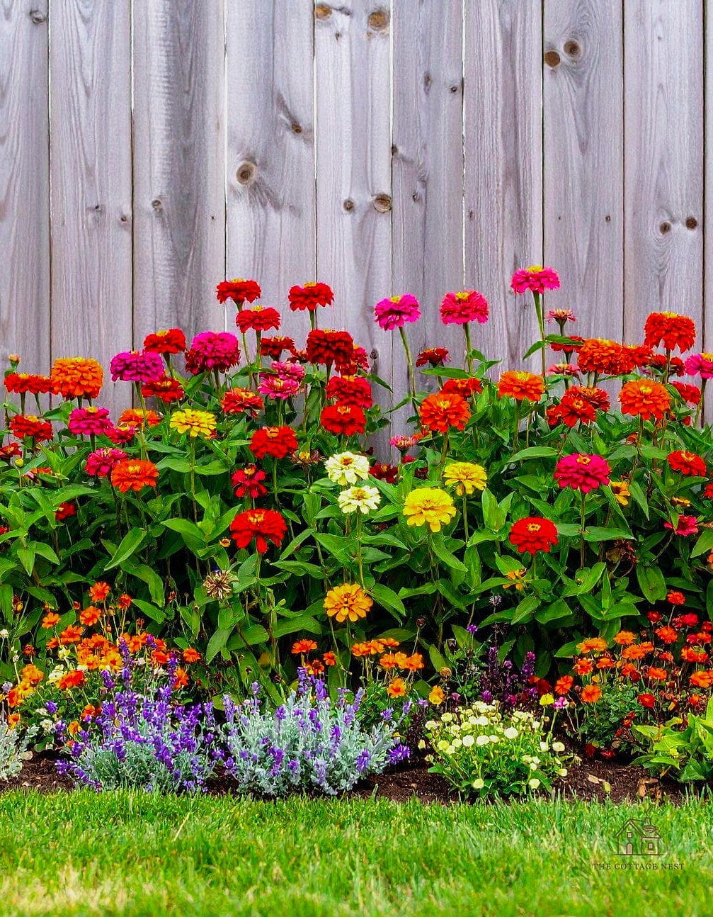 40 Amazing Zinnias Garden Ideas on a Budget 36 Plant a Wildflower Meadow Blend With Zinnias Mixed In