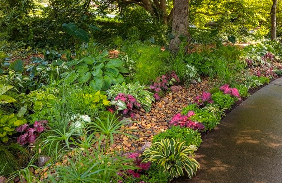 Rain Garden with Moisture-Loving Perennials