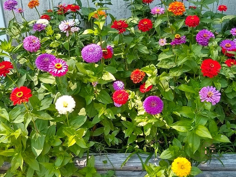 40 Amazing Zinnias Garden Ideas on a Budget 3 Repurpose Old Tin Cans as Mini Planters