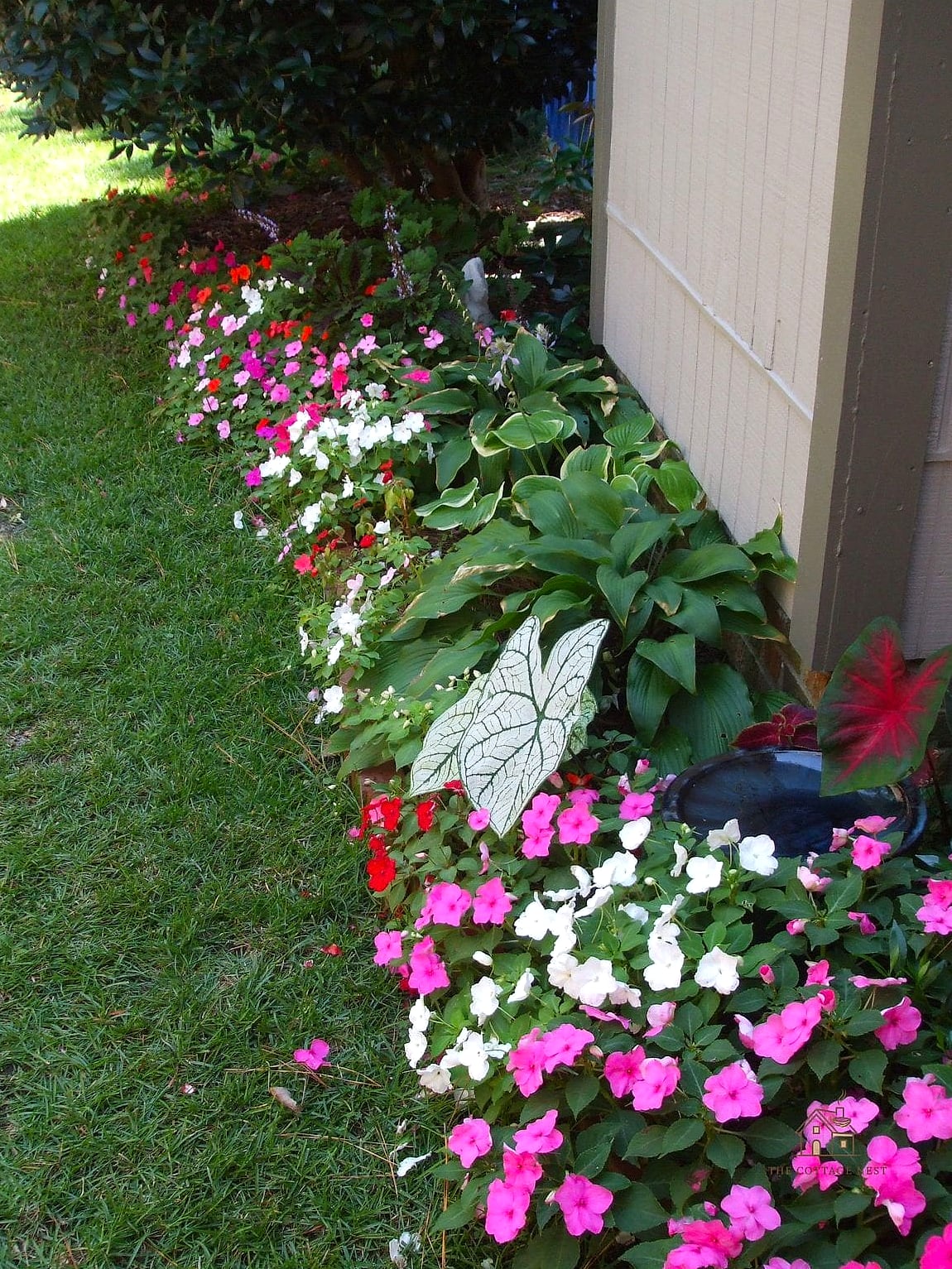 Shade Garden Under a Front Tree