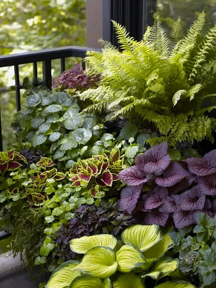 Shade-Loving Balcony Garden