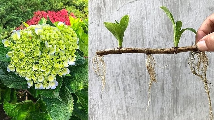 Start With Cuttings Instead of Nursery Plants