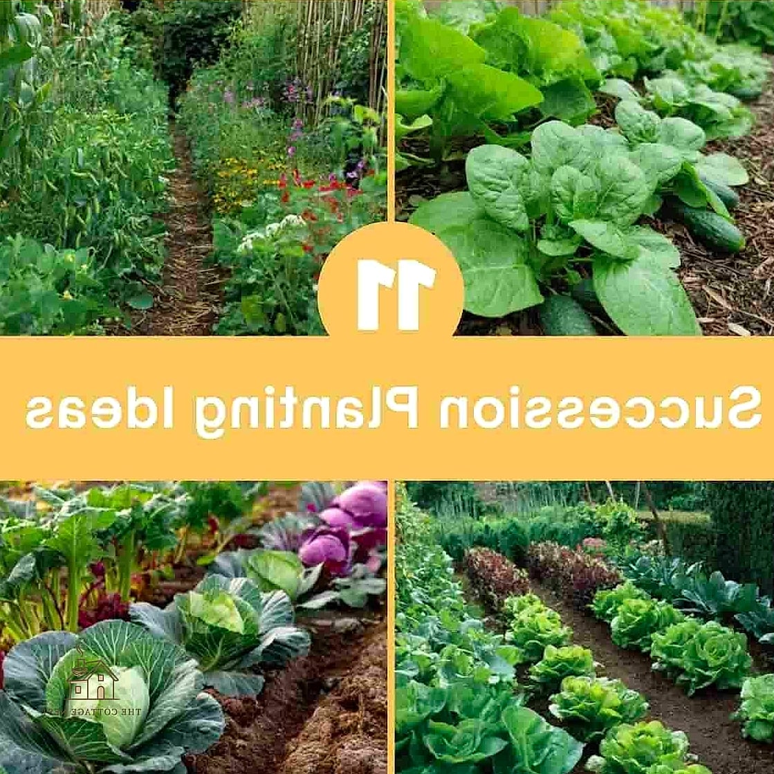 50 Clever Vegetable Garden Ideas for Every Style 42 Succession Planting Rows
