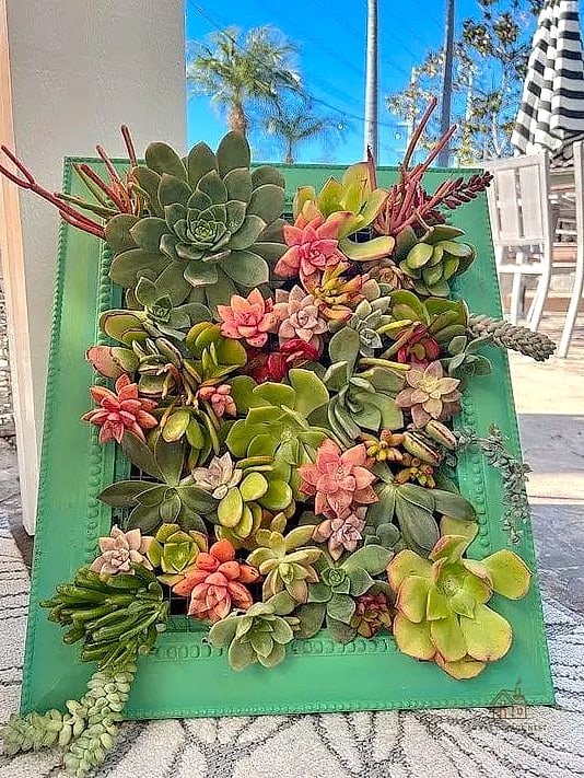 Succulent-Filled Tall Planters for Dry Climates