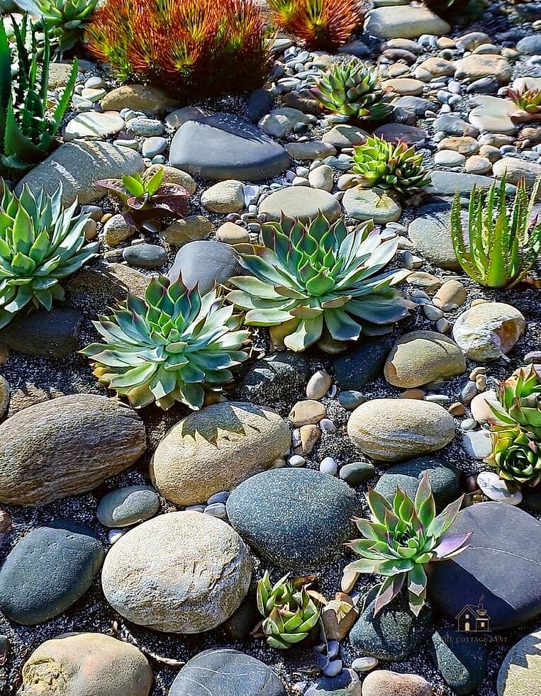 Succulent Rock Garden