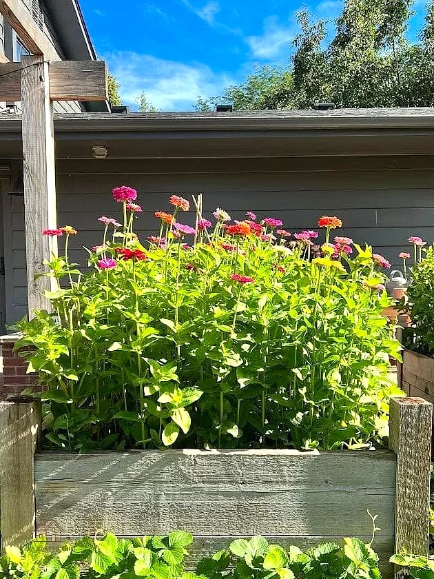 40 Amazing Zinnias Garden Ideas on a Budget 20 Try a Salvaged Dresser Drawer Planter