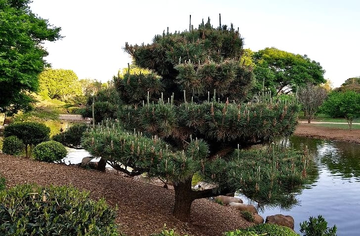 Use Black Pine for Sculptural Structure