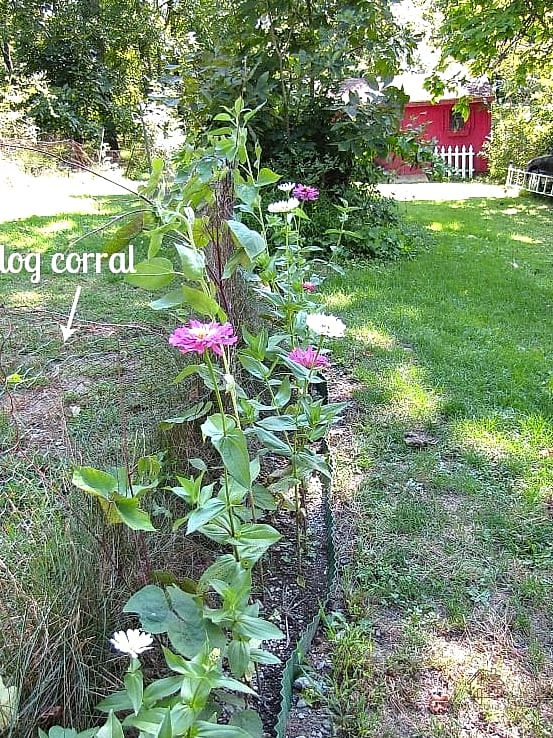 40 Amazing Zinnias Garden Ideas on a Budget 23 Use a Chicken Wire Trellis for Support