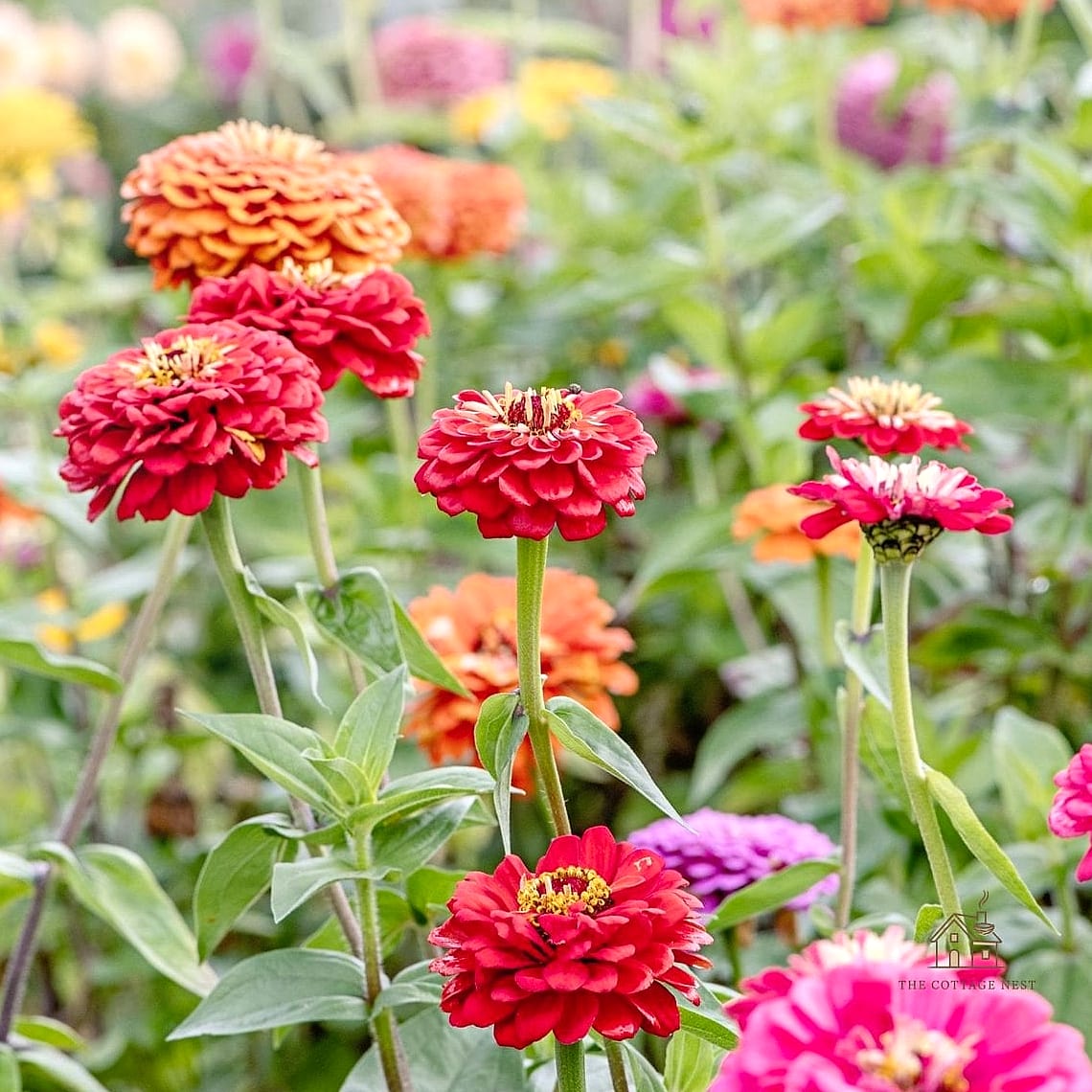 40 Amazing Zinnias Garden Ideas on a Budget 26 Use Eggshell Halves as Seed Starters