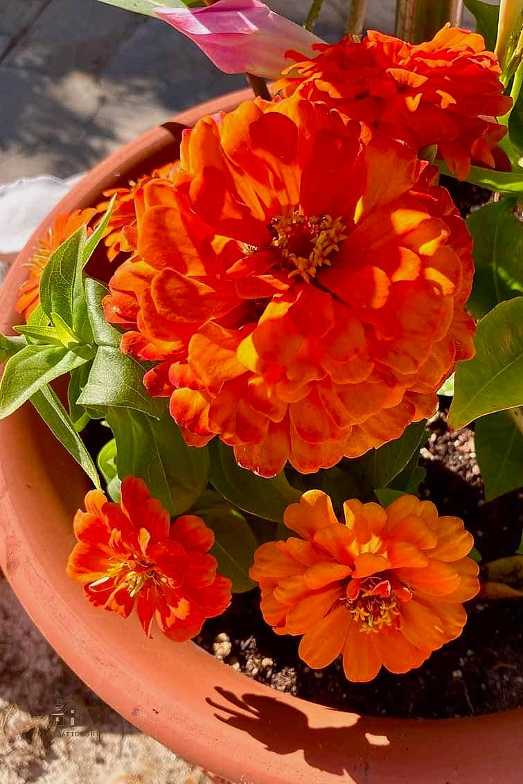 40 Amazing Zinnias Garden Ideas on a Budget 30 Use Terra Cotta Pots in a Staggered Display