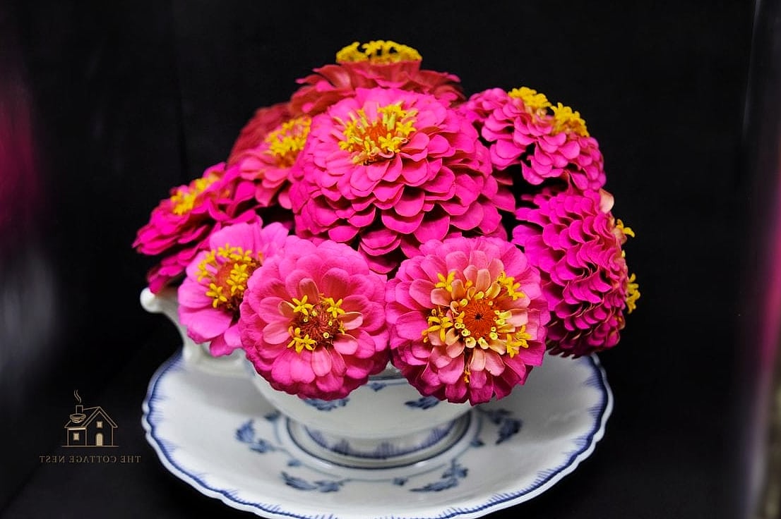 40 Amazing Zinnias Garden Ideas on a Budget 5 Use Thrifted Teacups for Tiny Arrangements