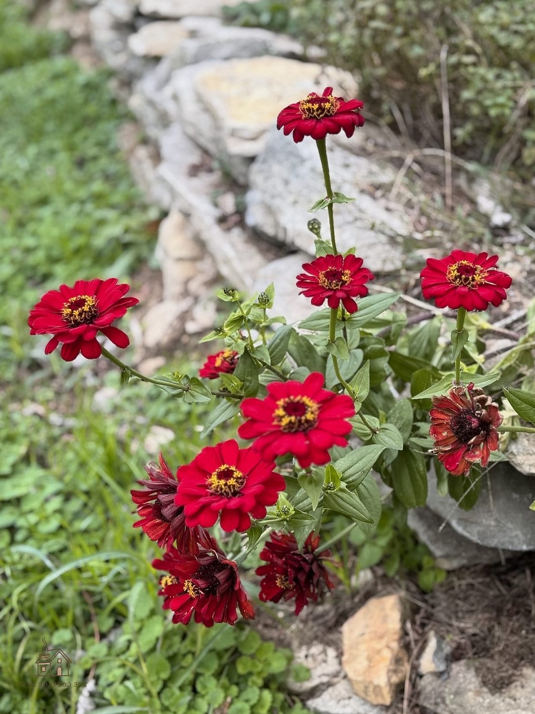 40 Amazing Zinnias Garden Ideas on a Budget 19 Use Zinnias to Disguise an Ugly Utility Box